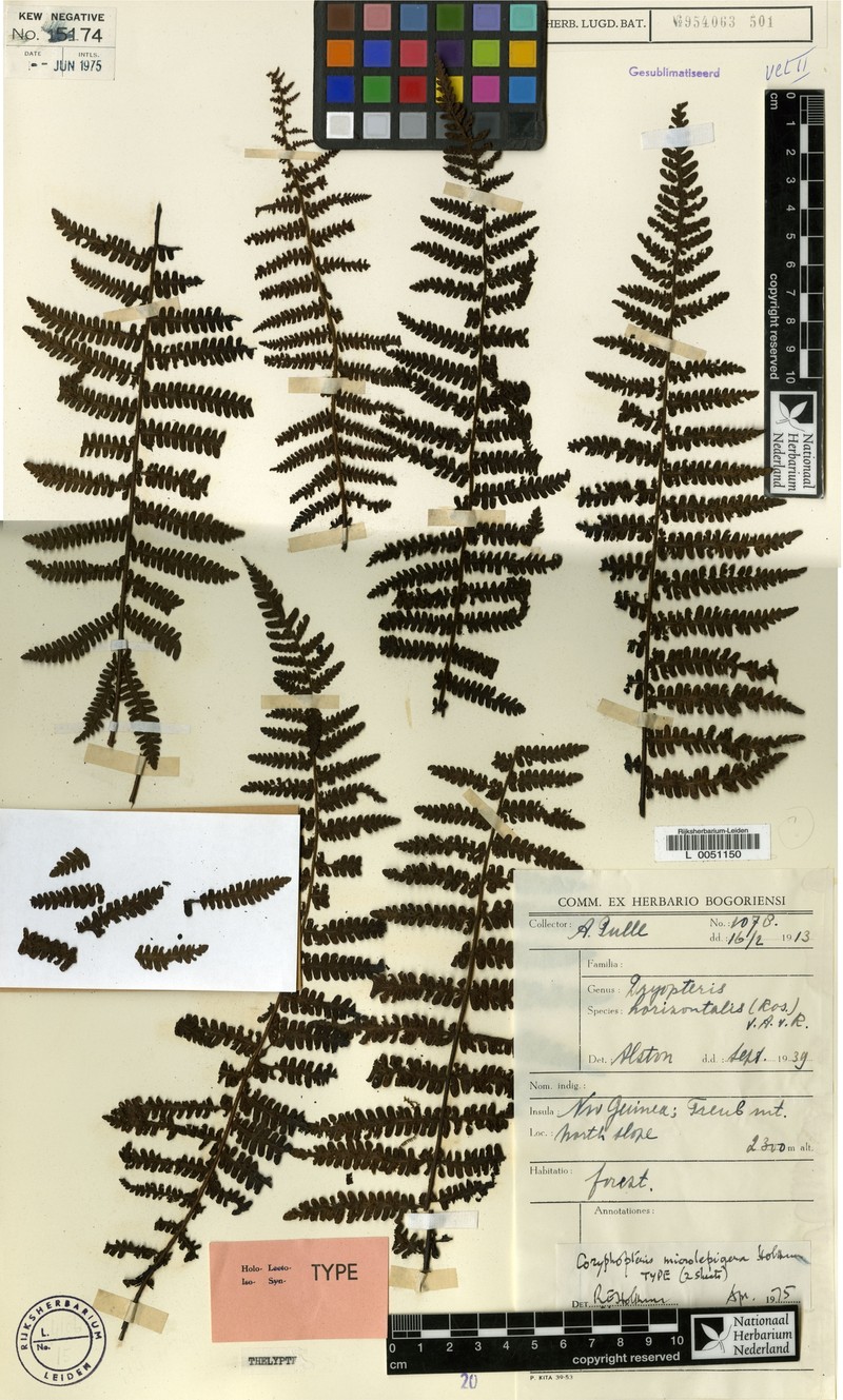 Coryphopteris microlepigera photo 3