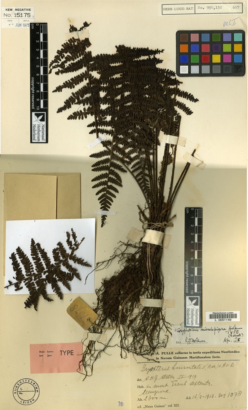 Coryphopteris microlepigera photo 4