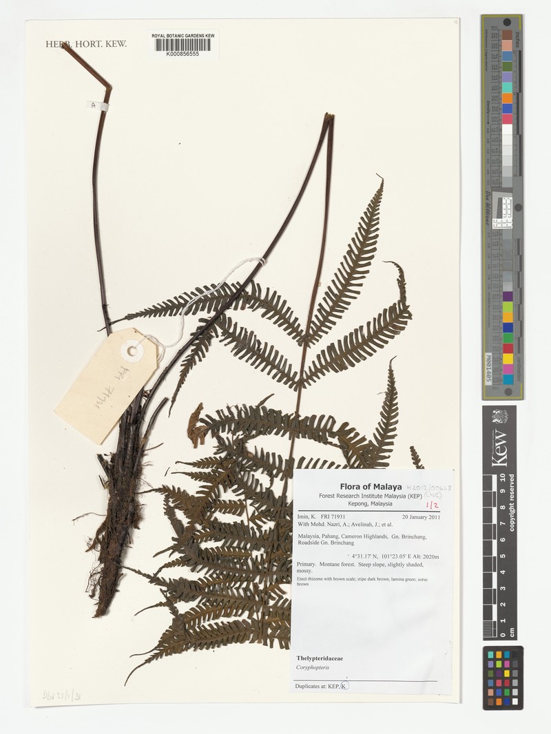 Coryphopteris pectiniformis