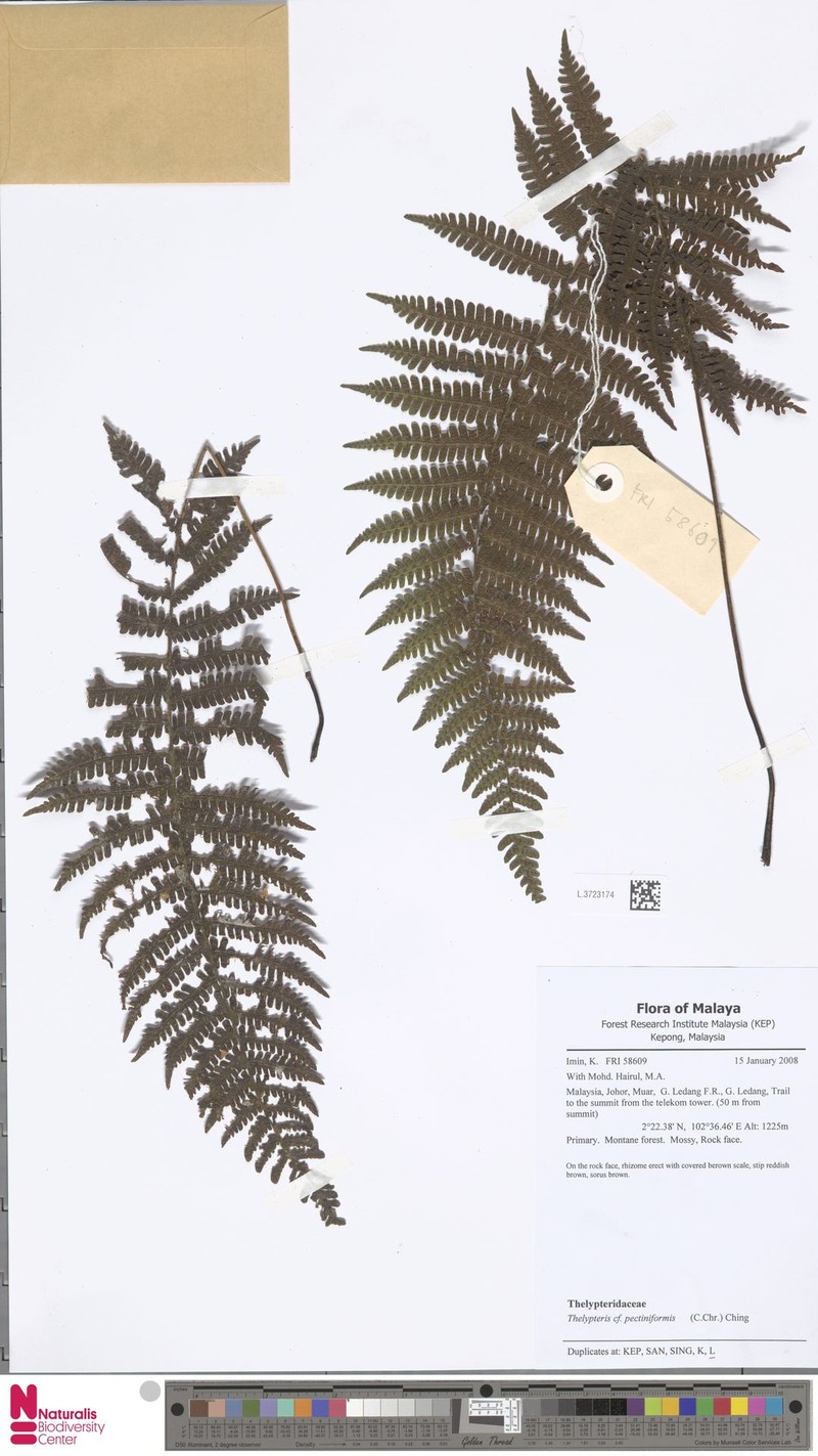 Coryphopteris pectiniformis photo 2