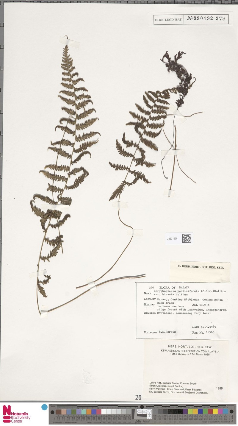 Coryphopteris pectiniformis var. hirsuta