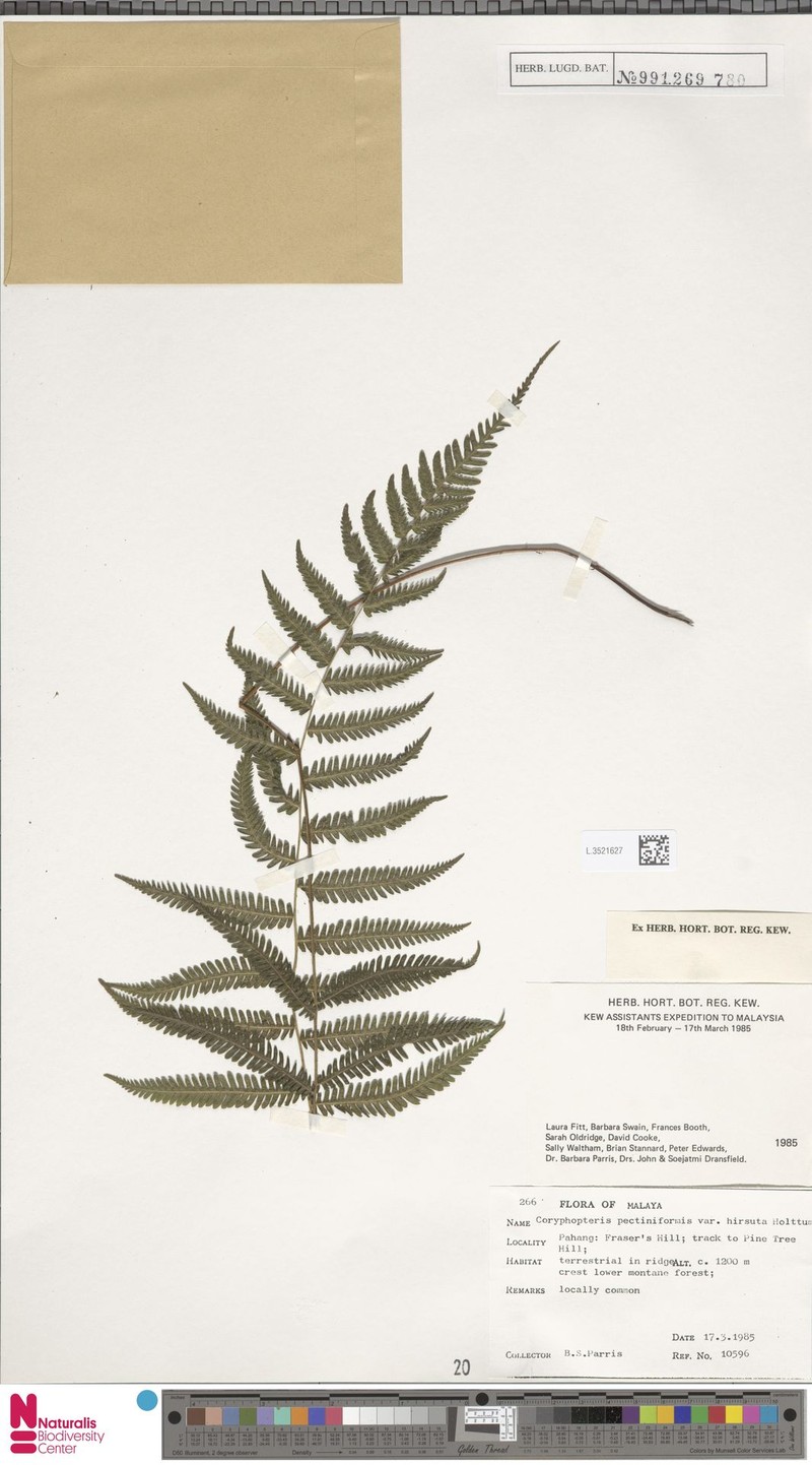 Coryphopteris pectiniformis var. hirsuta photo 2