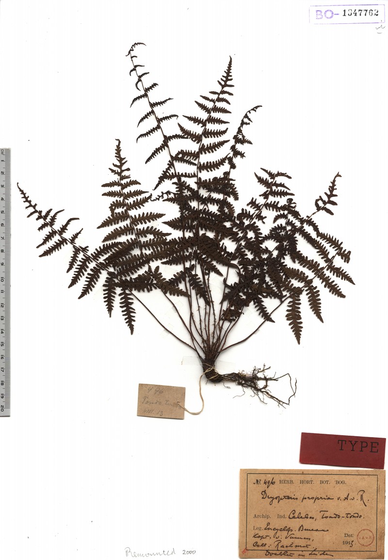 Coryphopteris propria