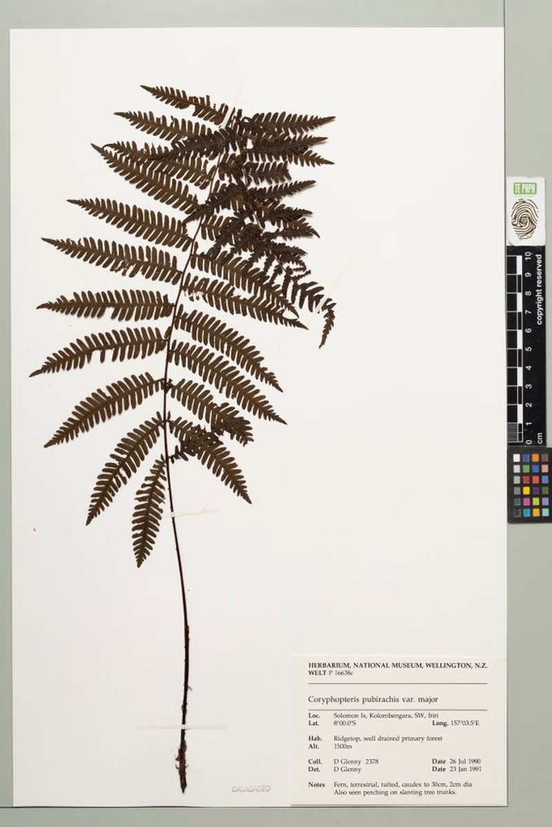Coryphopteris pubirachis var. major