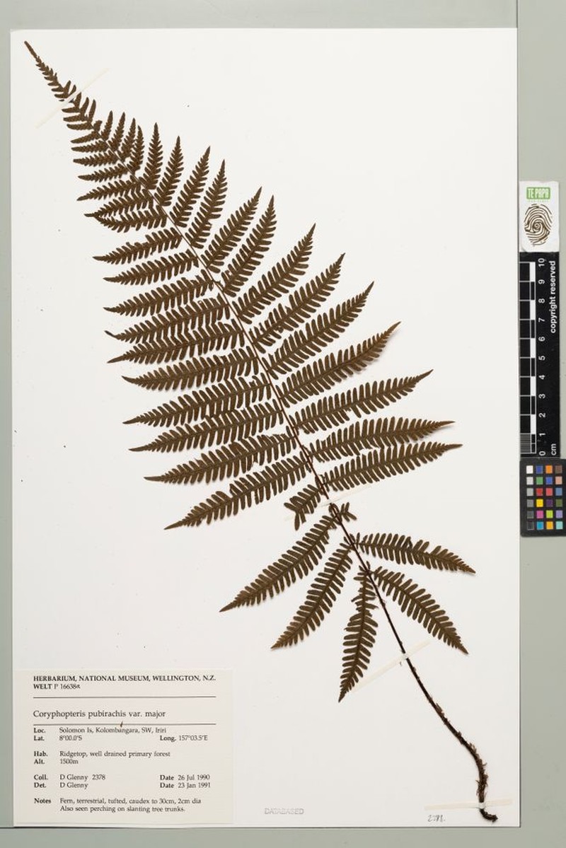 Coryphopteris pubirachis var. major photo 2