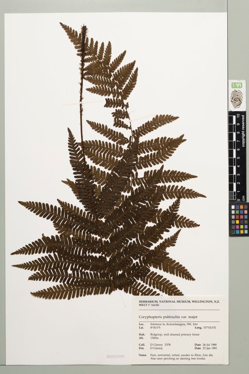 Coryphopteris pubirachis var. major photo 3