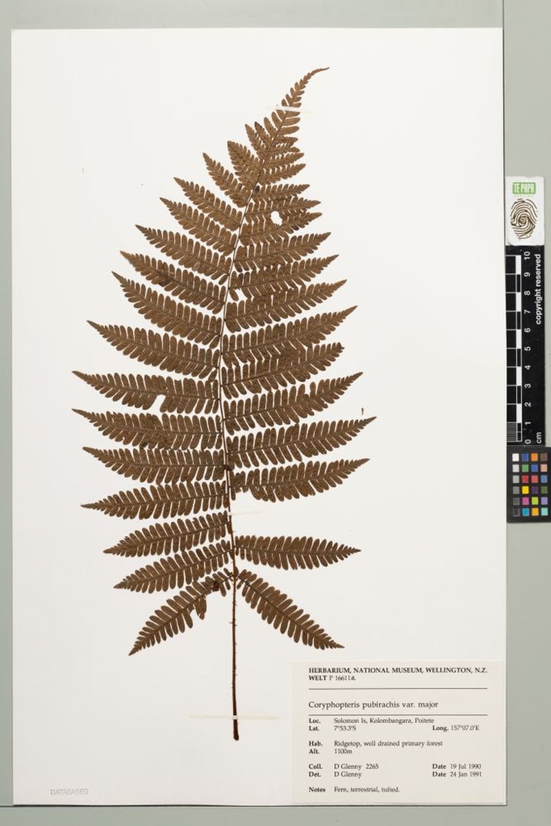 Coryphopteris pubirachis var. major photo 4