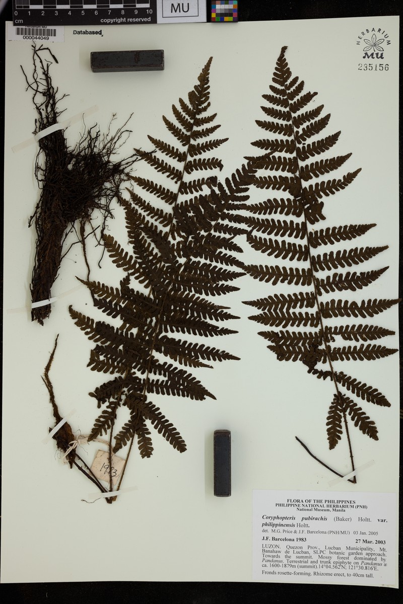 Coryphopteris pubirachis var. philippinensis
