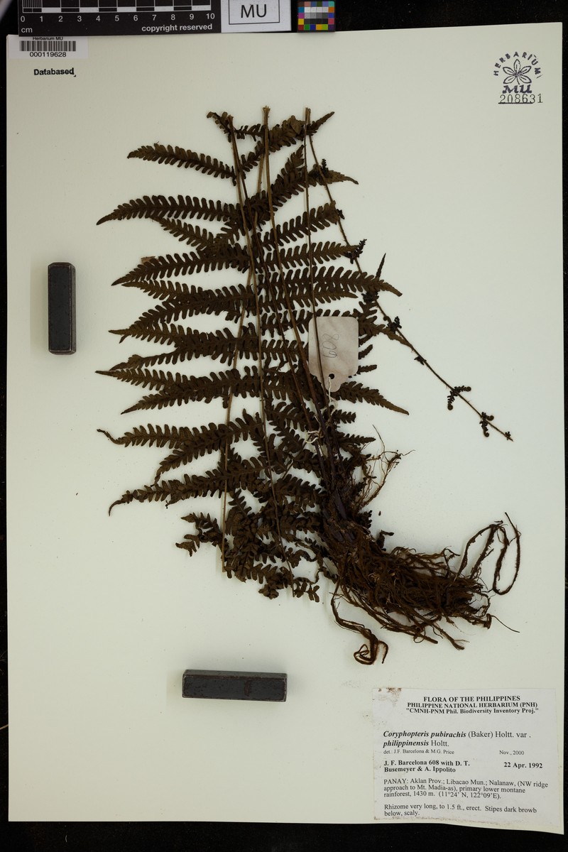 Coryphopteris pubirachis var. philippinensis photo 2