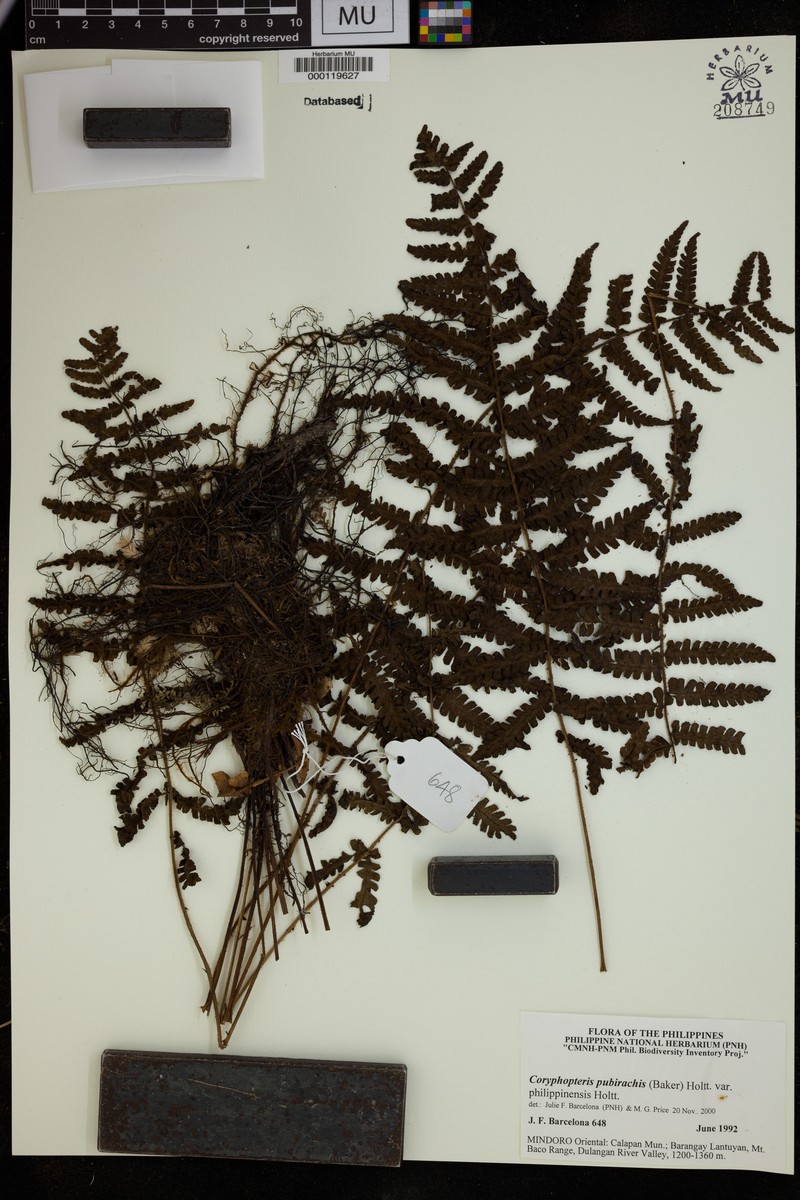 Coryphopteris pubirachis var. philippinensis photo 3