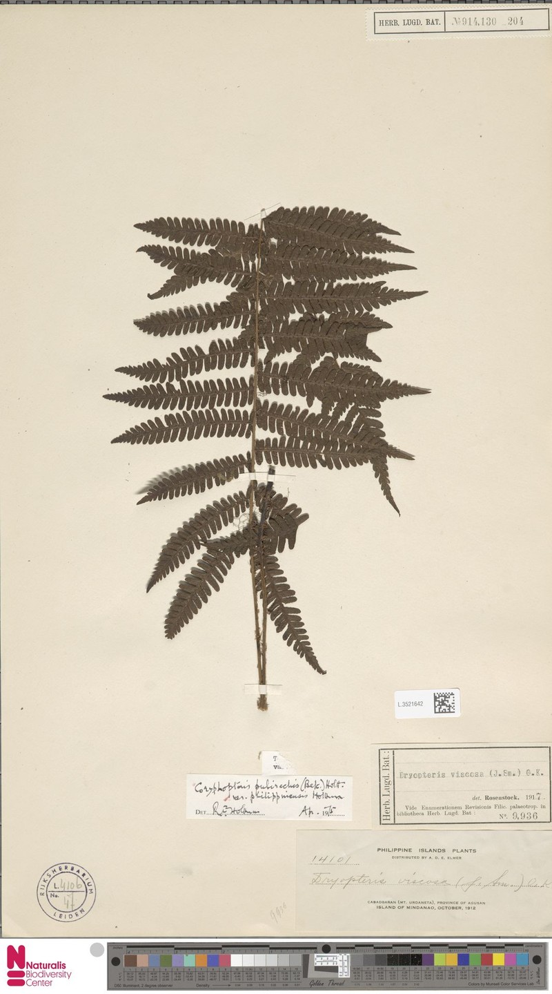 Coryphopteris pubirachis var. philippinensis photo 4