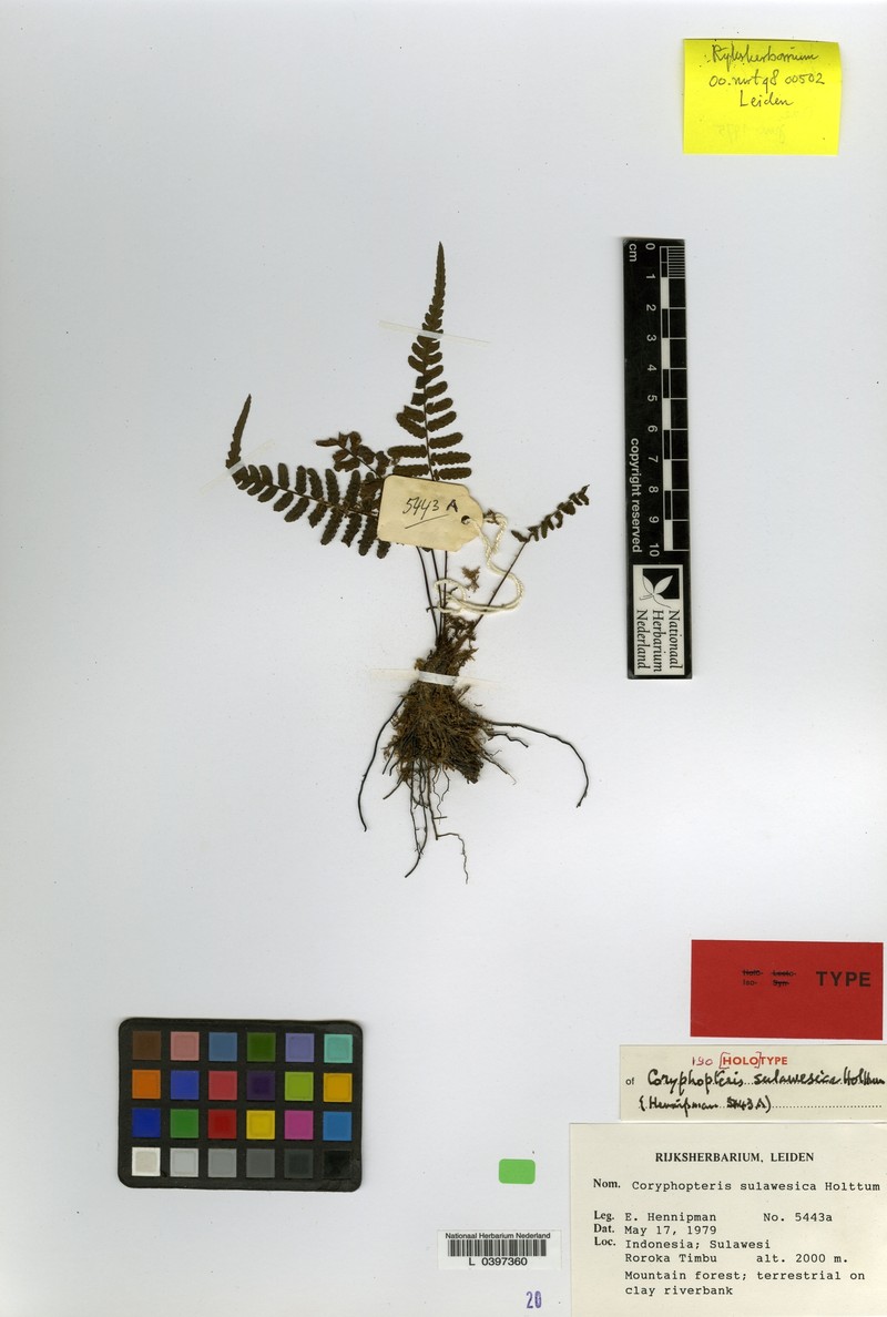 Coryphopteris sulawesica