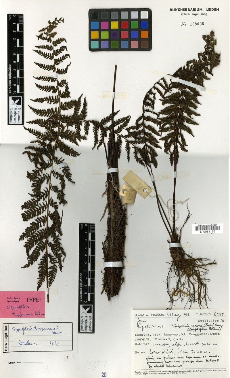 Coryphopteris tanggamensis photo 2