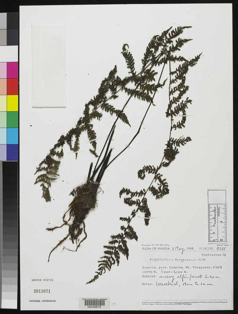 Coryphopteris tanggamensis