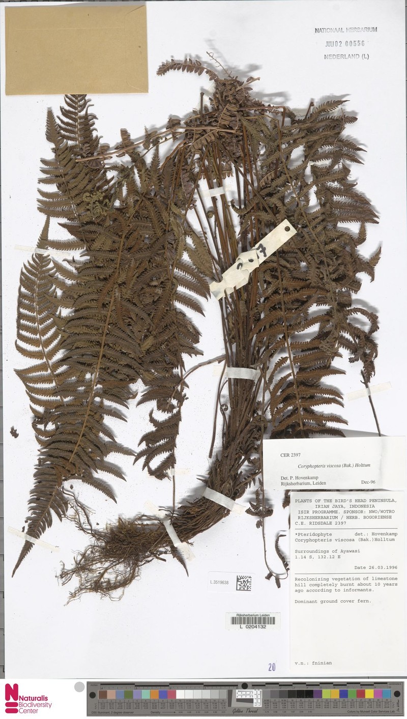 Coryphopteris viscosa