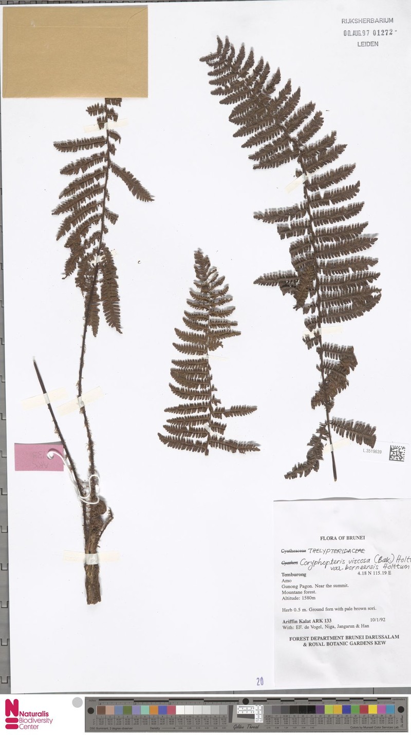 Coryphopteris viscosa photo 2