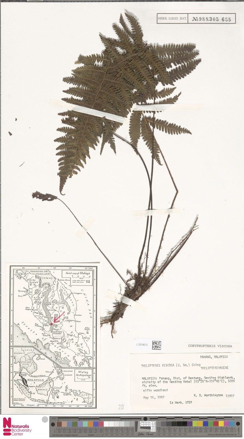 Coryphopteris viscosa photo 3