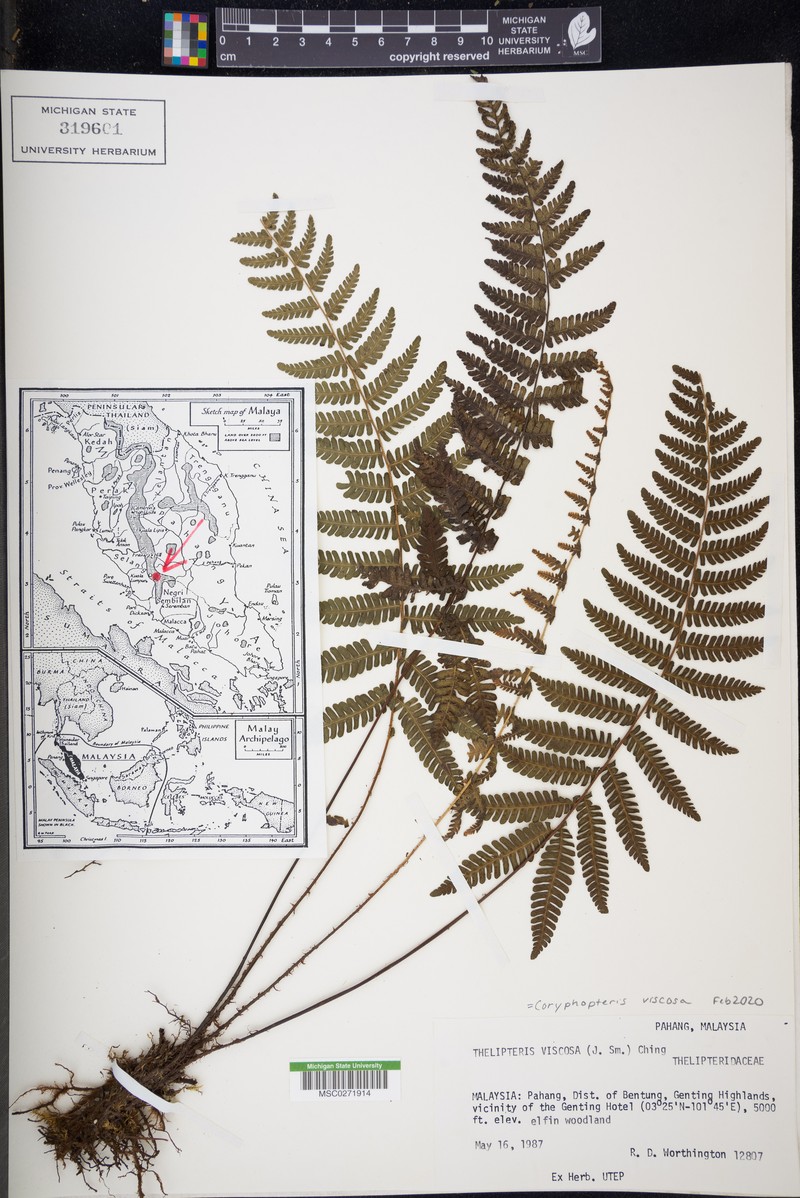 Coryphopteris viscosa photo 4