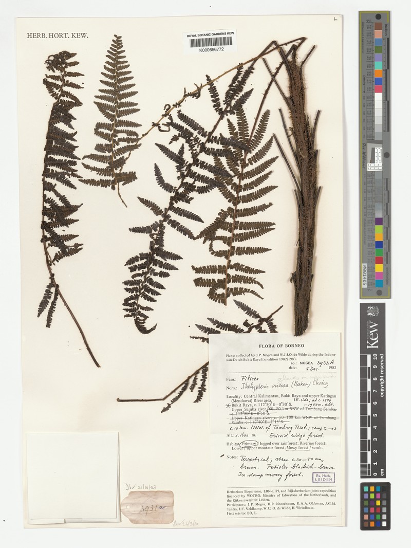 Coryphopteris viscosa var. poiensis
