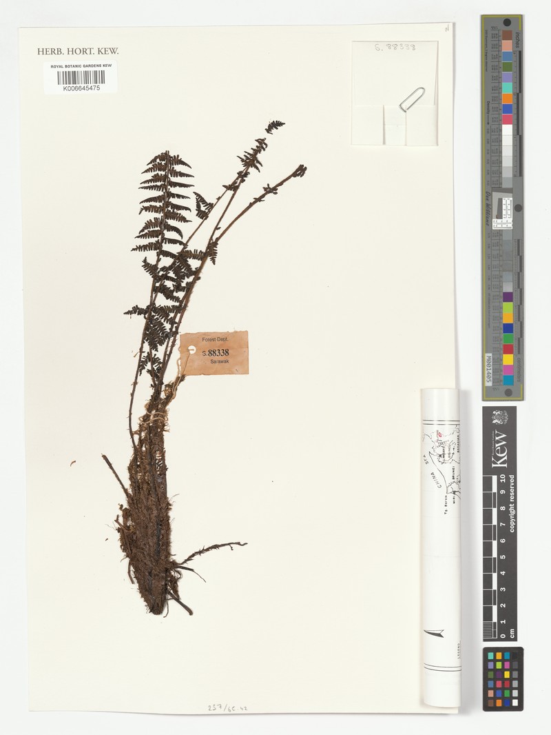 Coryphopteris viscosa var. viscosa