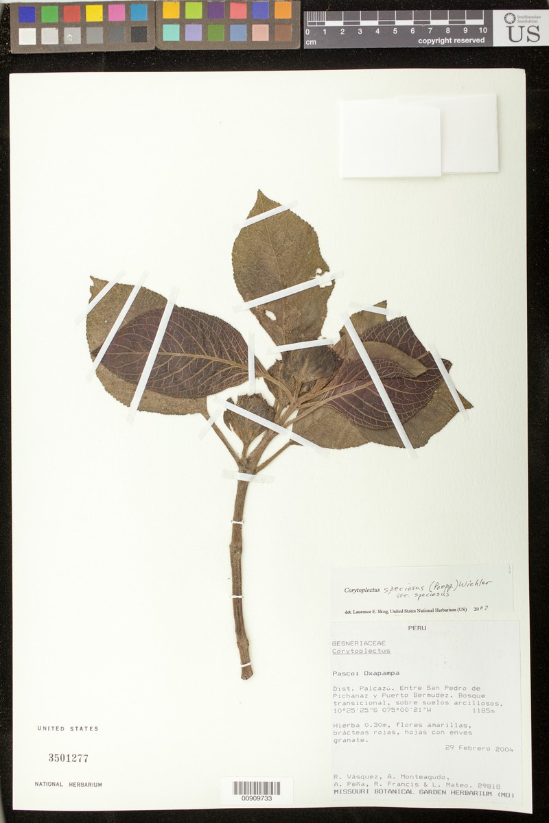 Corytoplectus speciosus var. speciosus