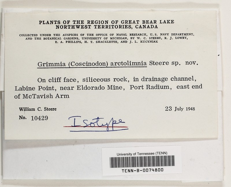 Coscinodon Moss