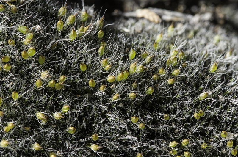 Coscinodon Moss