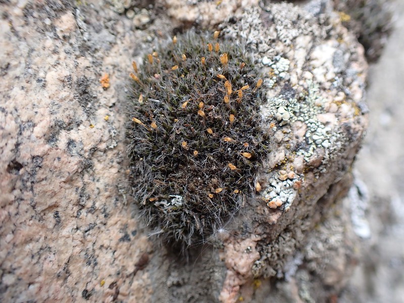 Coscinodon Moss photo 2