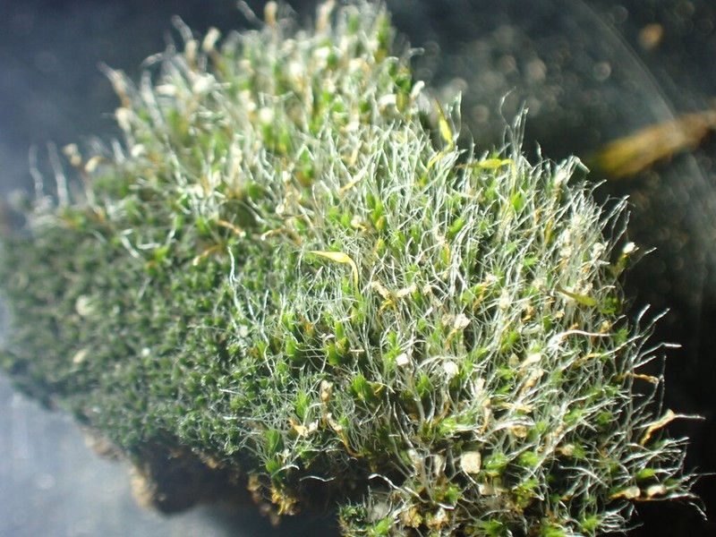 Coscinodon Moss photo 3
