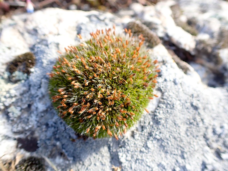 Coscinodon Moss photo 4