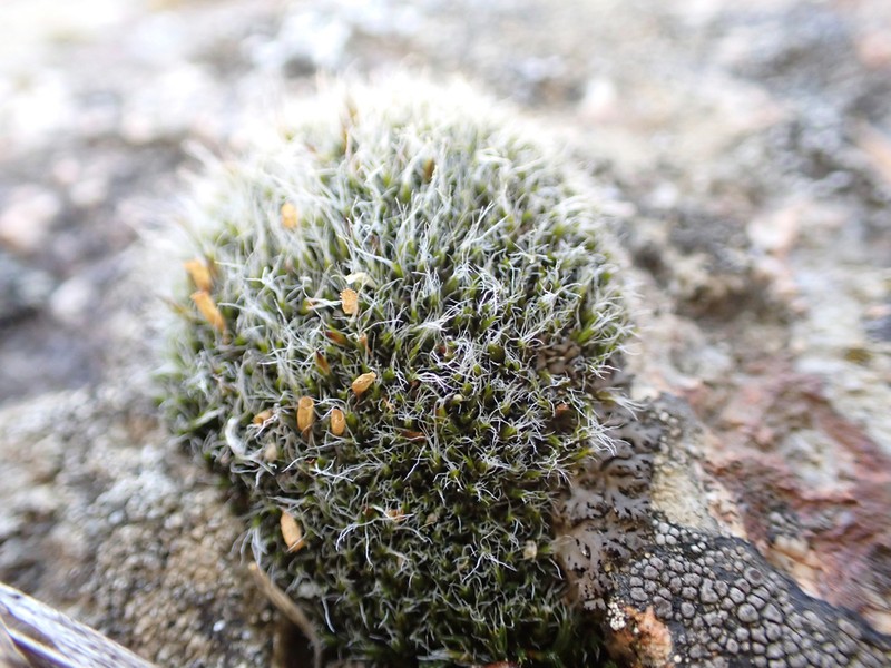 Coscinodon Moss photo 5