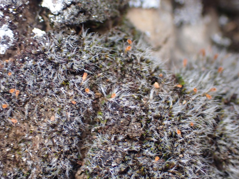 Coscinodon Moss photo 6