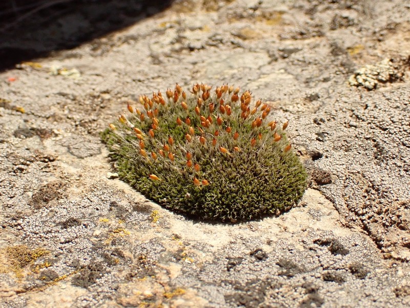 Coscinodon Moss photo 7