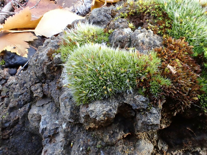 Coscinodon Moss photo 8