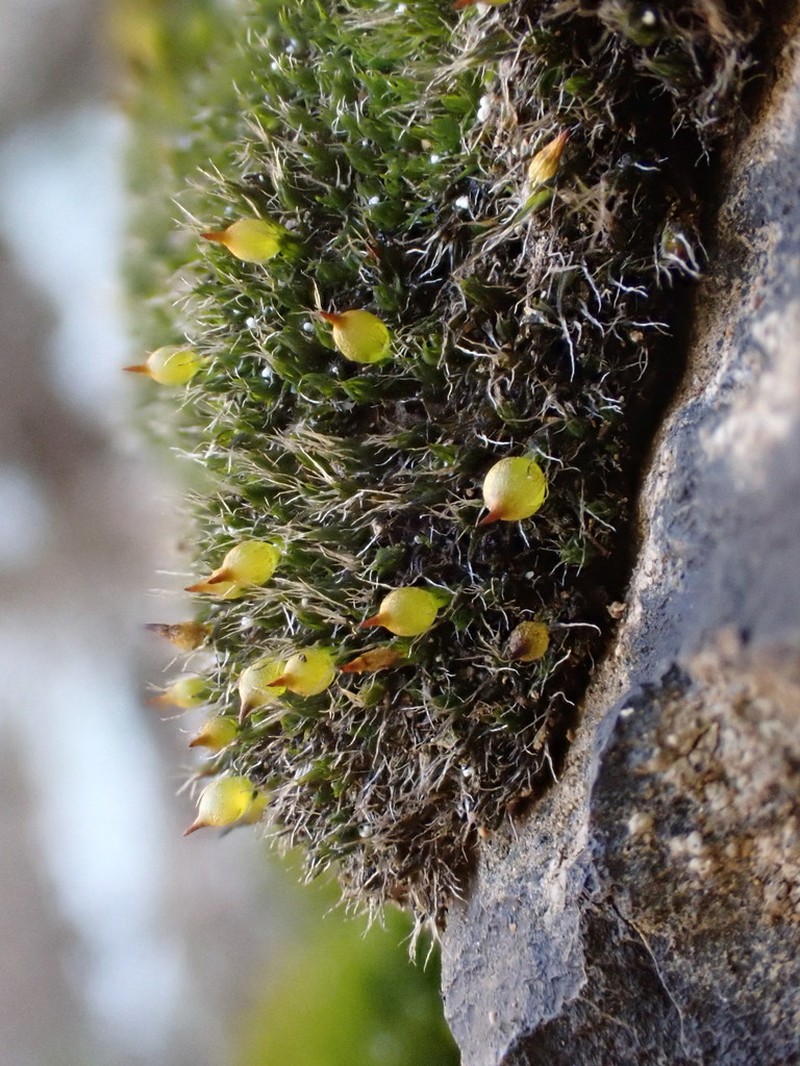 Coscinodon Moss