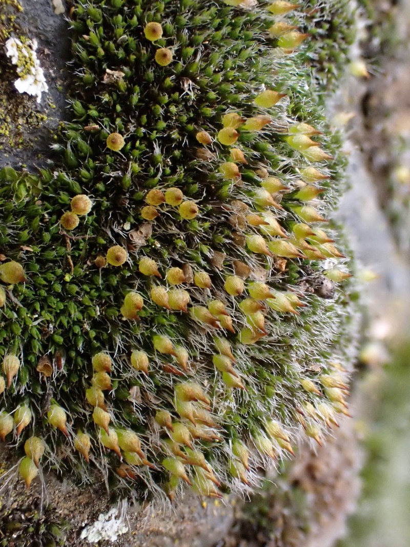 Coscinodon Moss photo 2