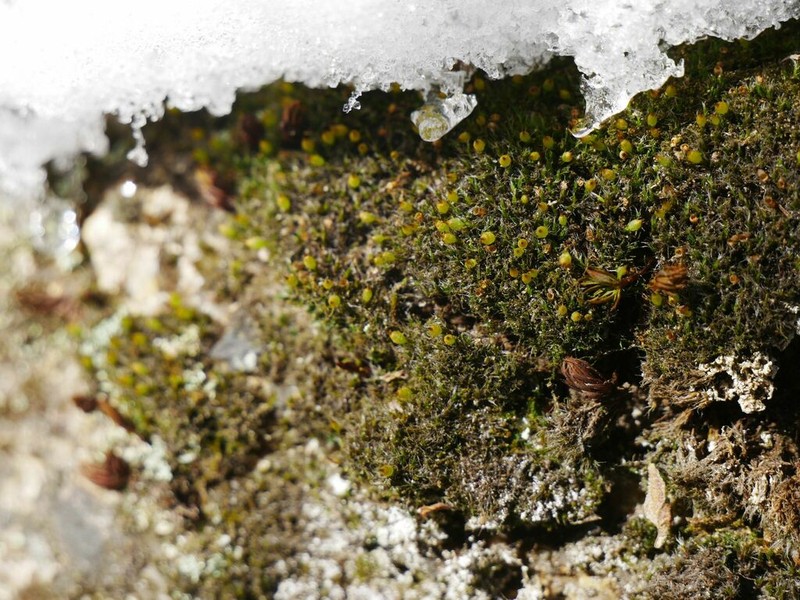 Coscinodon Moss photo 3