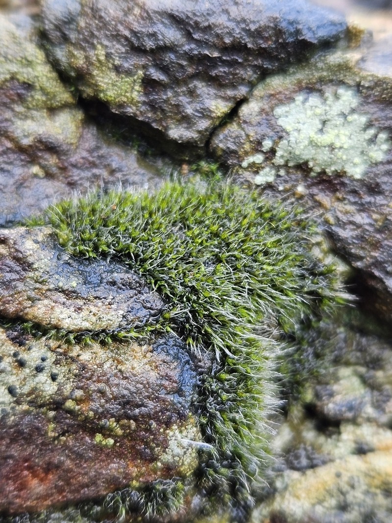 Coscinodon Moss photo 4