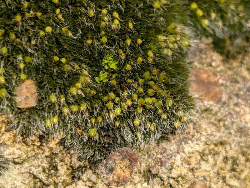 Coscinodon Moss photo 5