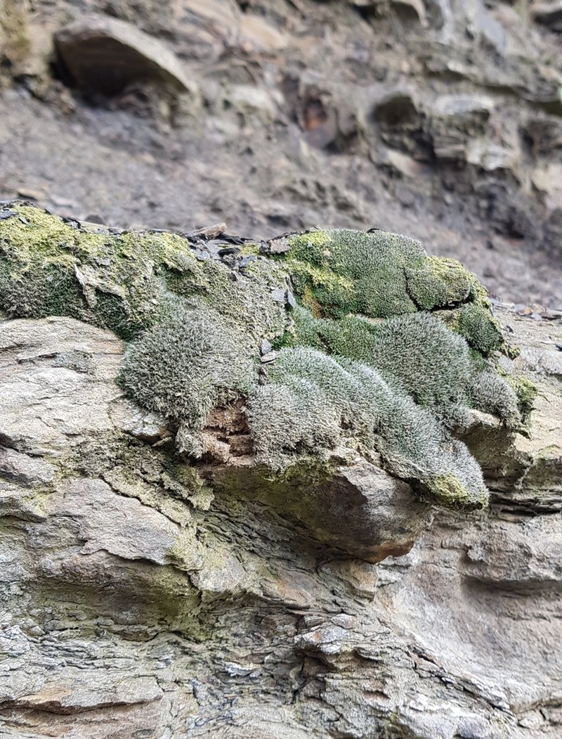 Coscinodon Moss photo 6