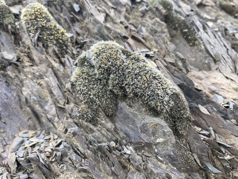 Coscinodon Moss photo 7