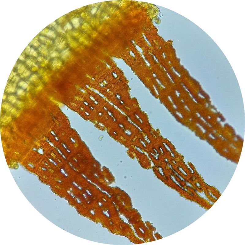 Coscinodon Moss photo 8