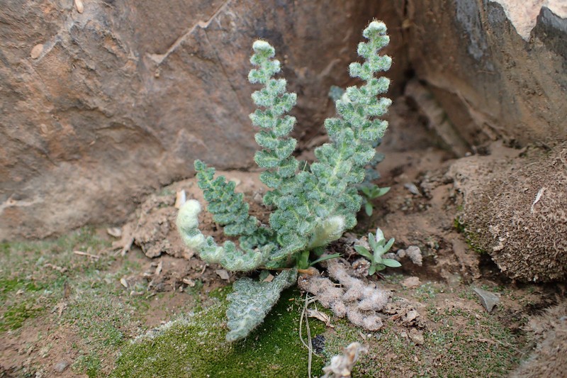 Cosentinia vellea