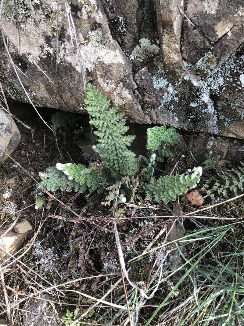 Cosentinia vellea photo 2