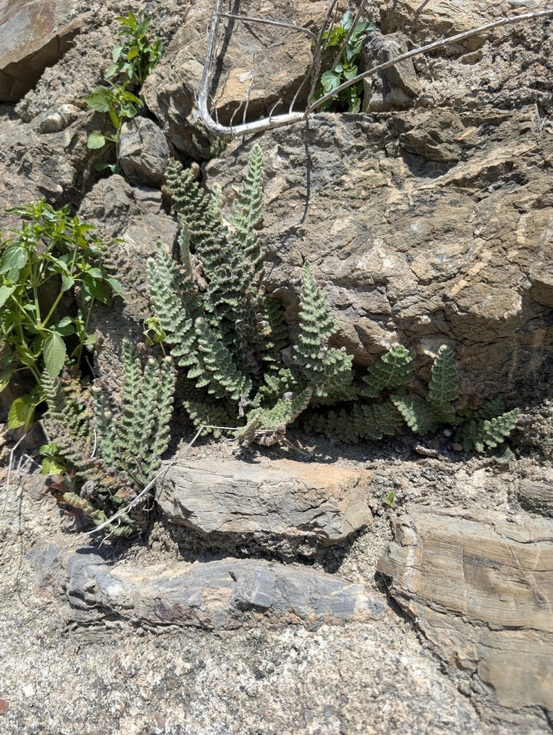 Cosentinia vellea photo 3