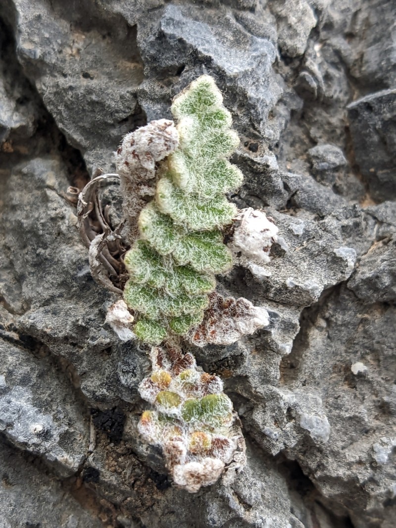 Cosentinia vellea photo 4
