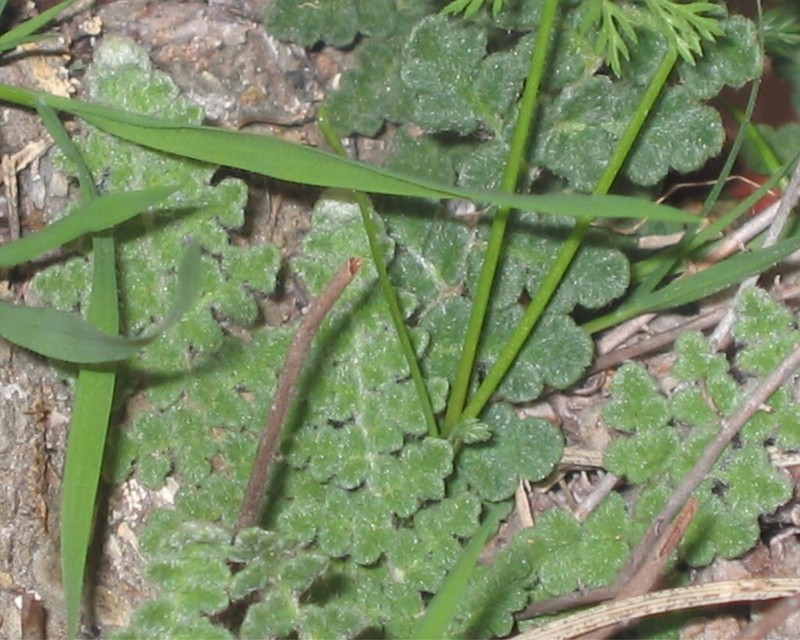 Cosentinia vellea photo 5
