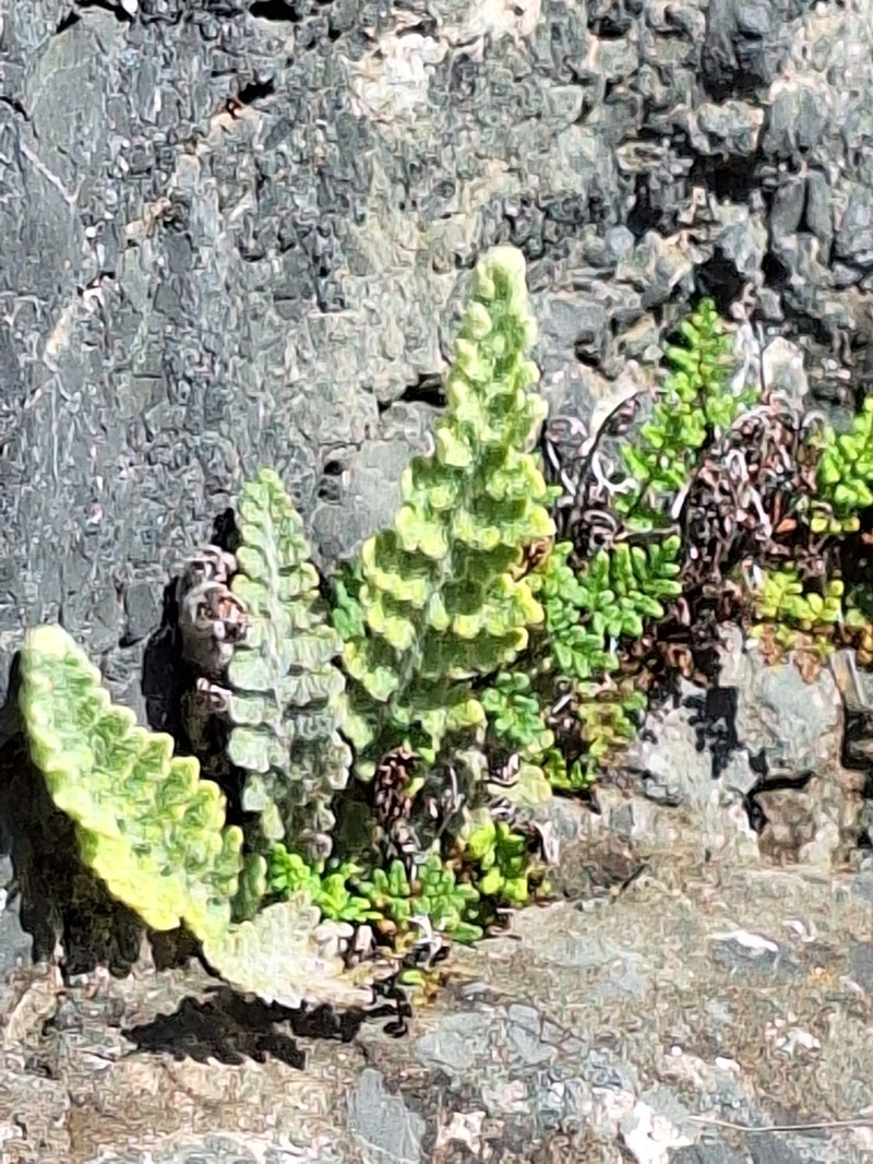Cosentinia vellea photo 6