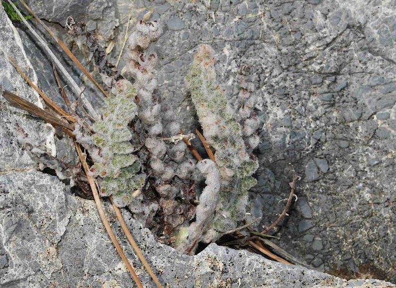 Cosentinia vellea photo 7