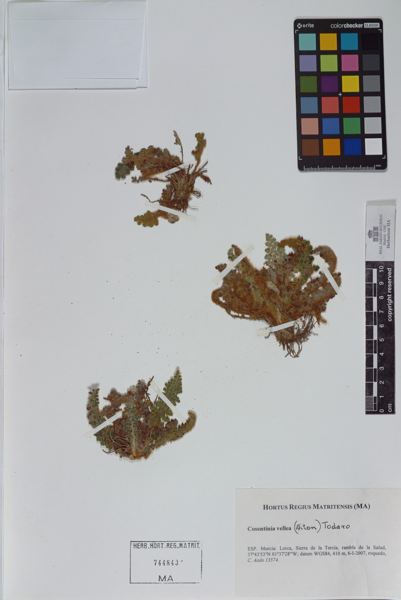Cosentinia vellea nothosubsp. rivas-martinezii